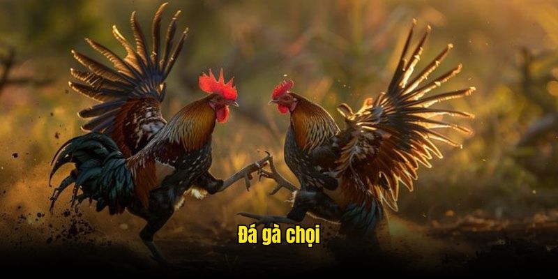 Đá Gà Chọi - Thể Loại Tranh Tài Cực Cuốn Hot Nhất VN88 