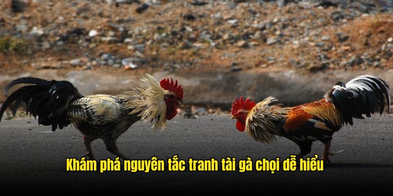 Khám phá nguyên tắc tranh tài gà chọi dễ hiểu