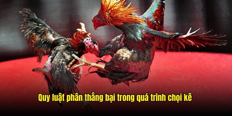 Quy luật phân thắng bại trong quá trình chọi kê