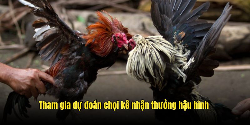 Tham gia dự đoán chọi kê nhận thưởng hậu hĩnh